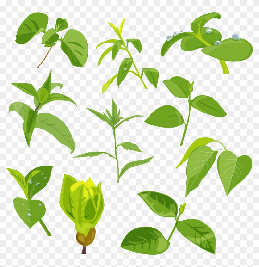 Green Leaves - Green Leaves #1235386