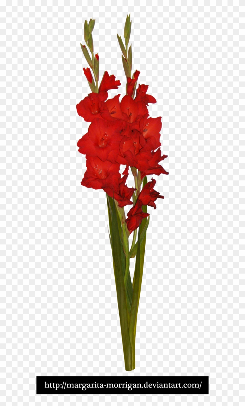 Red Gladiolus By Margarita-morrigan - Red Gladiol Flowers Png #1235389