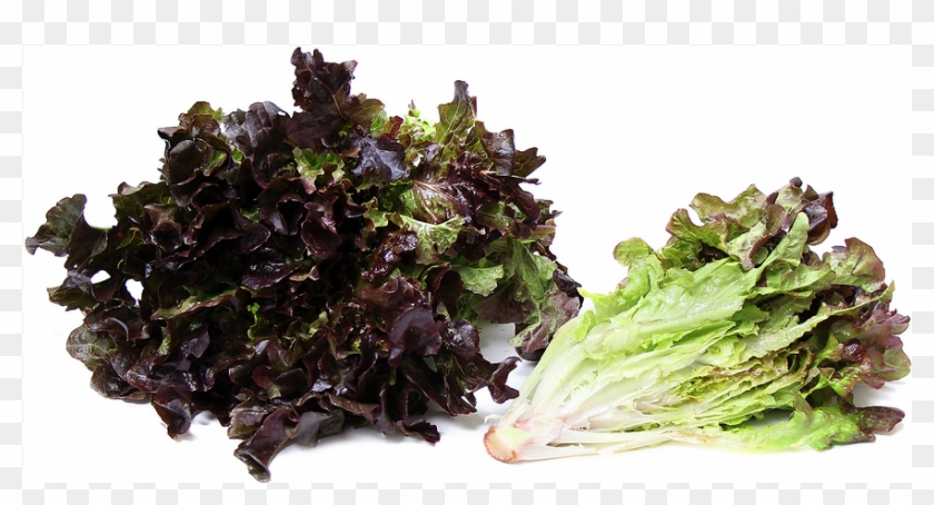 Red Leaf Lettuce #1235397