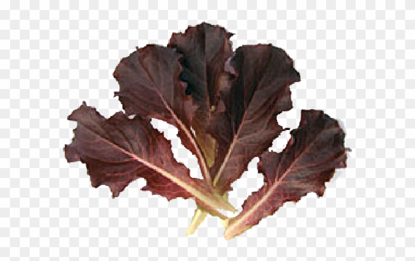 Batavia Red - Red Batavia Lettuce #1235402