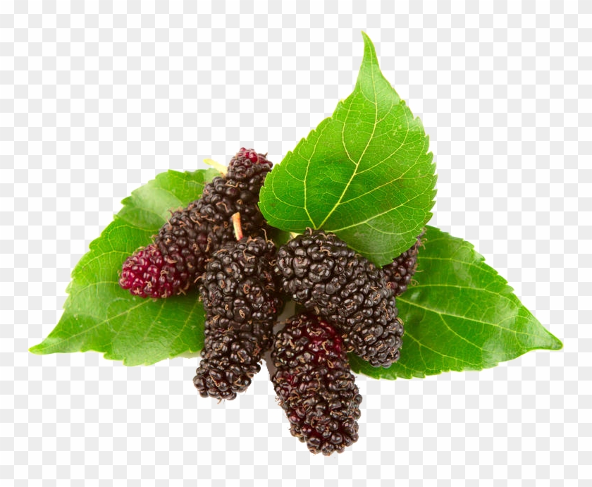 Blackberry Red Mulberry Black Mulberry Euclidean Vector - Mulberry #1235419