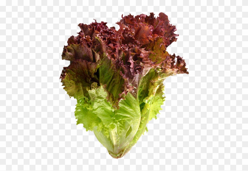 Red Leaf Lettuce - Red Leaf Lettuce #1235447