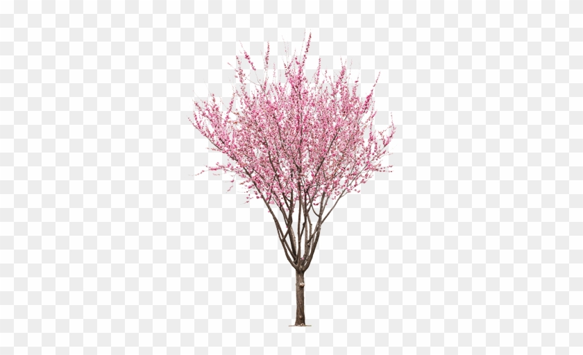 Pink Cherry Clip Art Download - Peach Tree Flower Png #1235750
