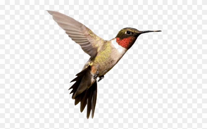 Picture Shows The Flying Bird - Hummingbirds Ma #1236117
