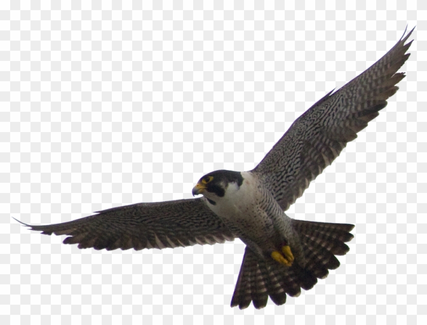 Download Png Image Report - Peregrine Falcon Png #1236139