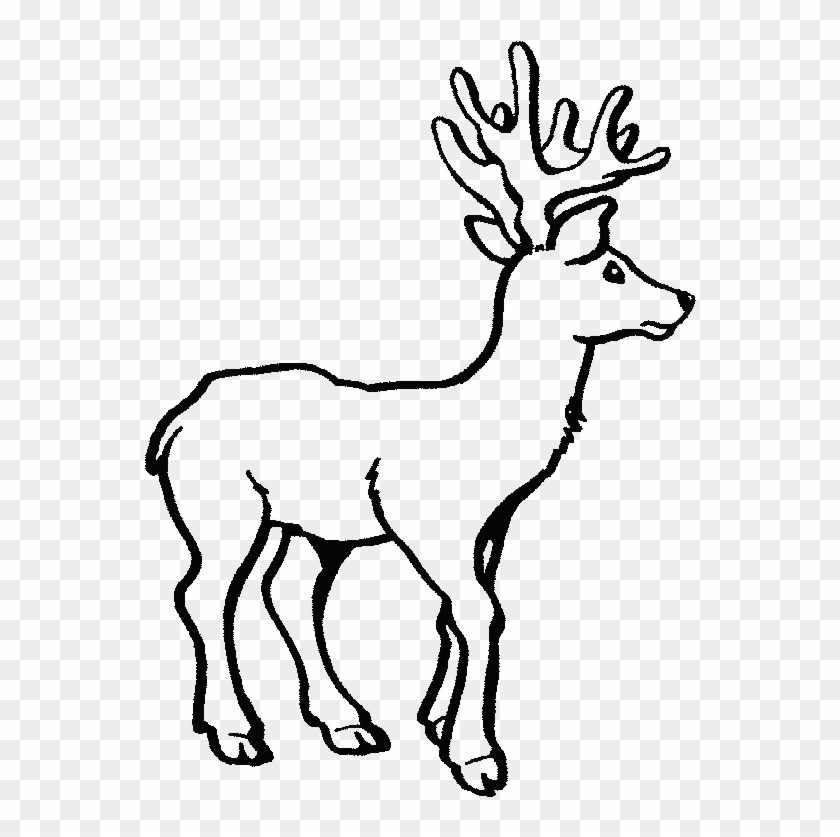 Perfecto Ciervos Para Colorear Para Colorear Patrón - White Tailed Deer Coloring #1236173