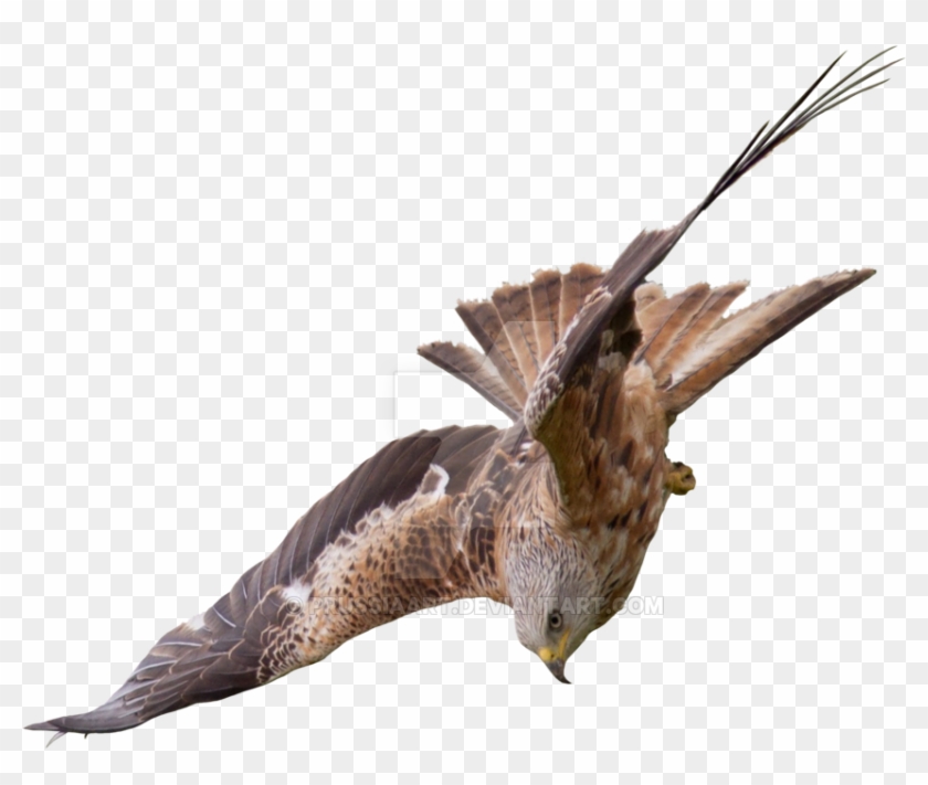 Flight Of A Bird Of Prey Falcon - Bird Of Prey Png #1236178