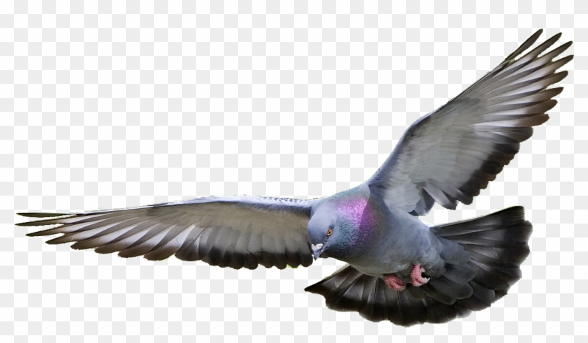 Flying Pigeon Png - Pigeon Png #1236187
