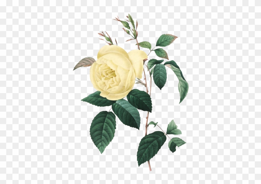 48 - Giclee Painting: Bessin's Rosa Indica: Rosier Des Indes #1236334