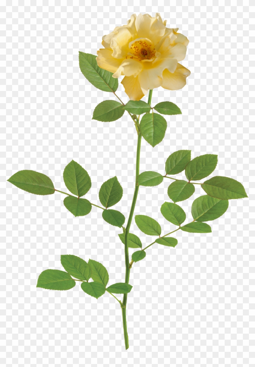 The Lemon Drift® Rose - Hd Small Rose Png #1236380