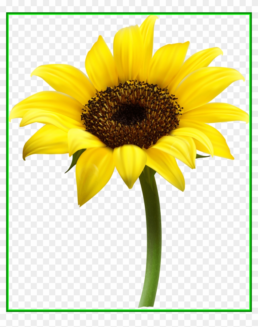 Awesome Sunflower Single Transparent Png Stickpng Pict - Sunflower Png #1237295