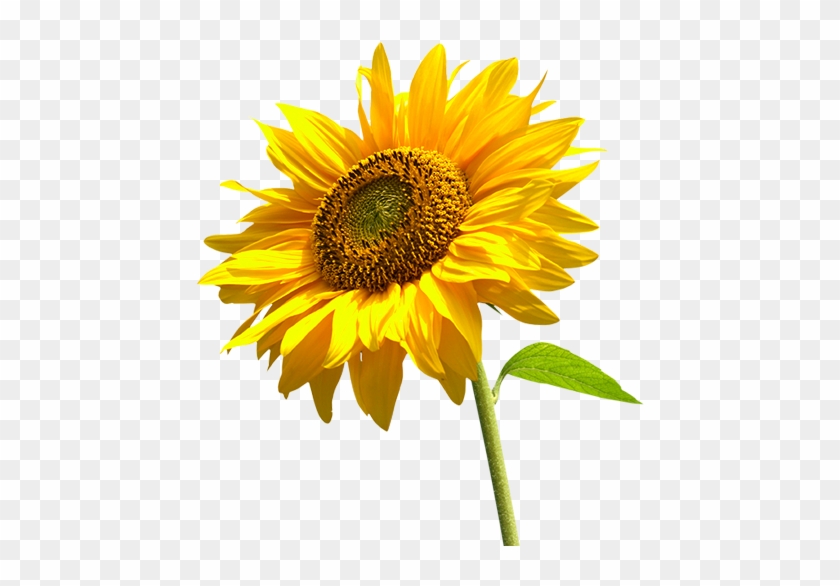 Sunflower Png By Lg-design - Sunflower Png #1237312