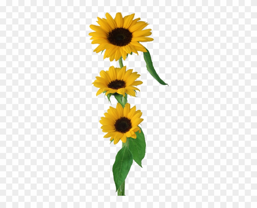 Ayçiçeği Png Görselleri Sunflower Png Images - Girassol Png #1237316