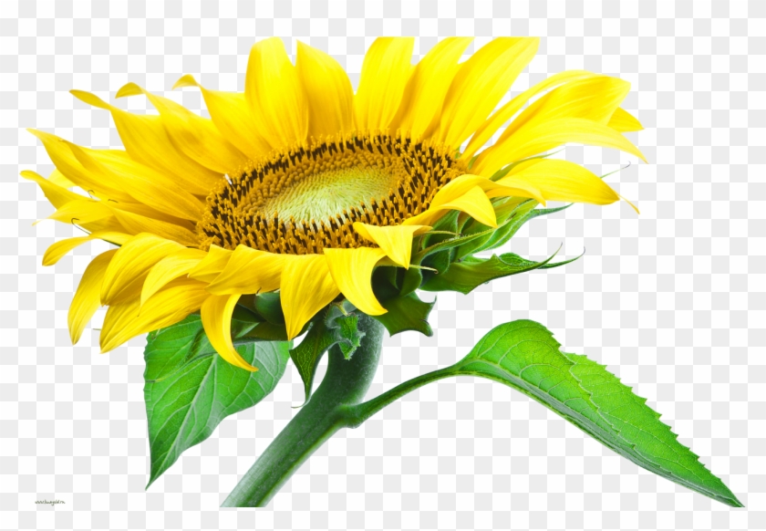 Sunflower Png Images Free Download - Sun Flower Png Hd #1237322