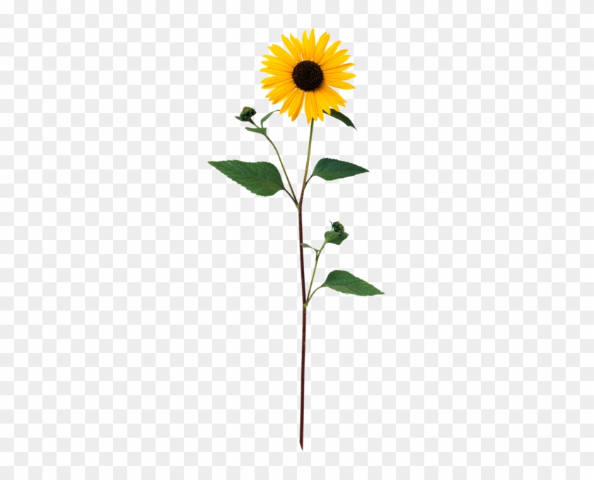 Ayçiçeği Png Resmi Sunflower Png Image - Women, Culture And Society: A Reader [book] #1237344