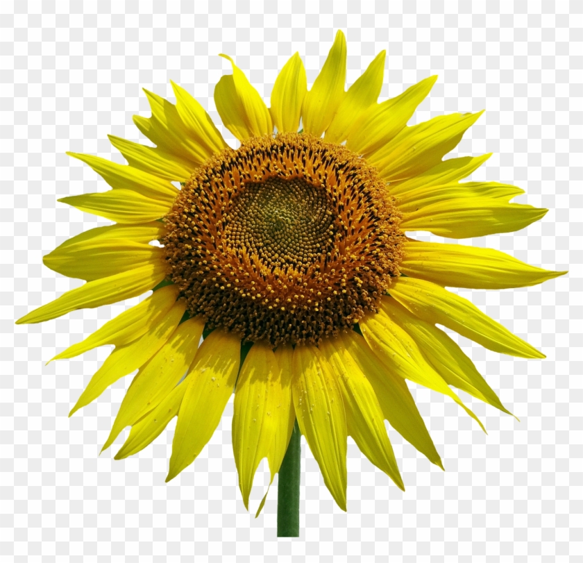 Sunflower Flower Png Image - Portable Network Graphics #1237356