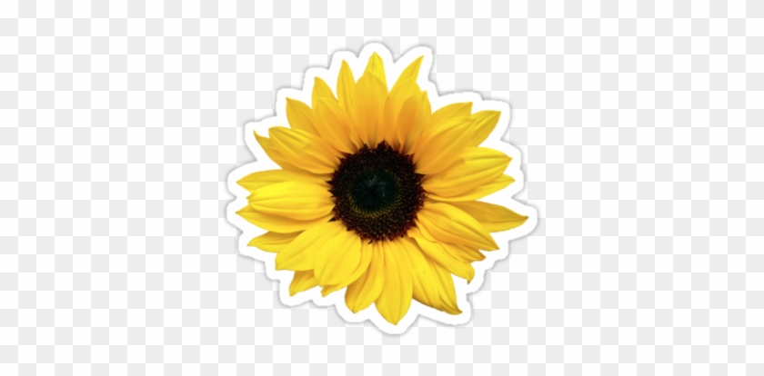 Sunflower Png Tumblr Sunflower Png Tumblr - Wedding #1237363