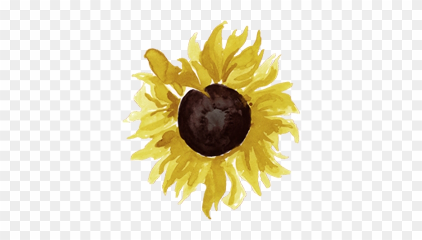 Cropped-sunflower - Sunflower #1237370