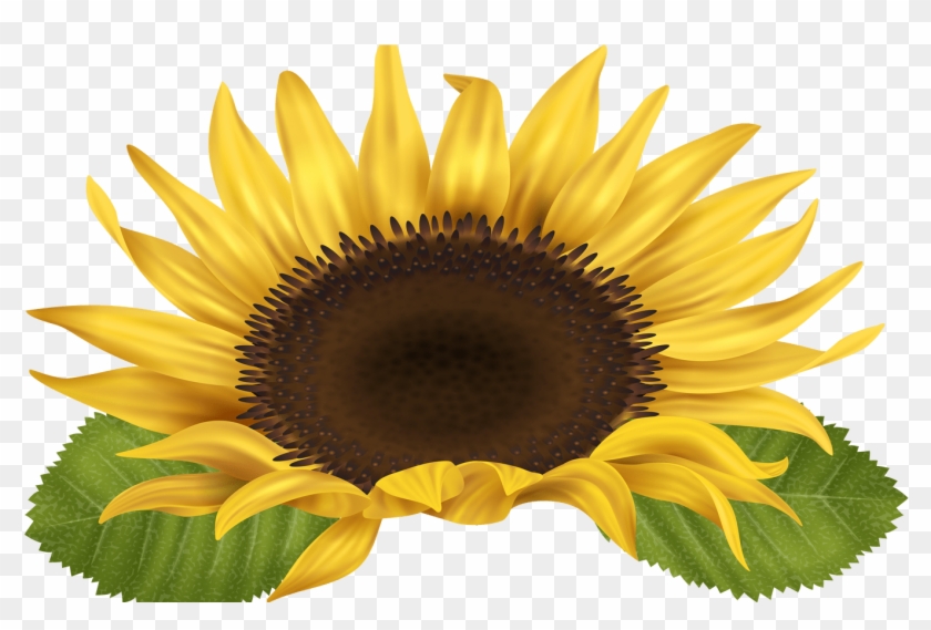 Sunflower Png Clip Art Image Gallery Yopriceville High - Sunflower Borders Free Clipart #1237373