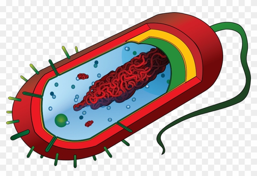 Plasmid In A Cell #1237440