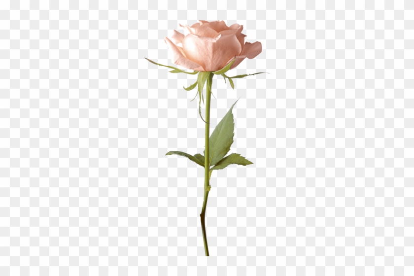 Single Pink Rose Png - White Flower On Stem Transparent #1237731