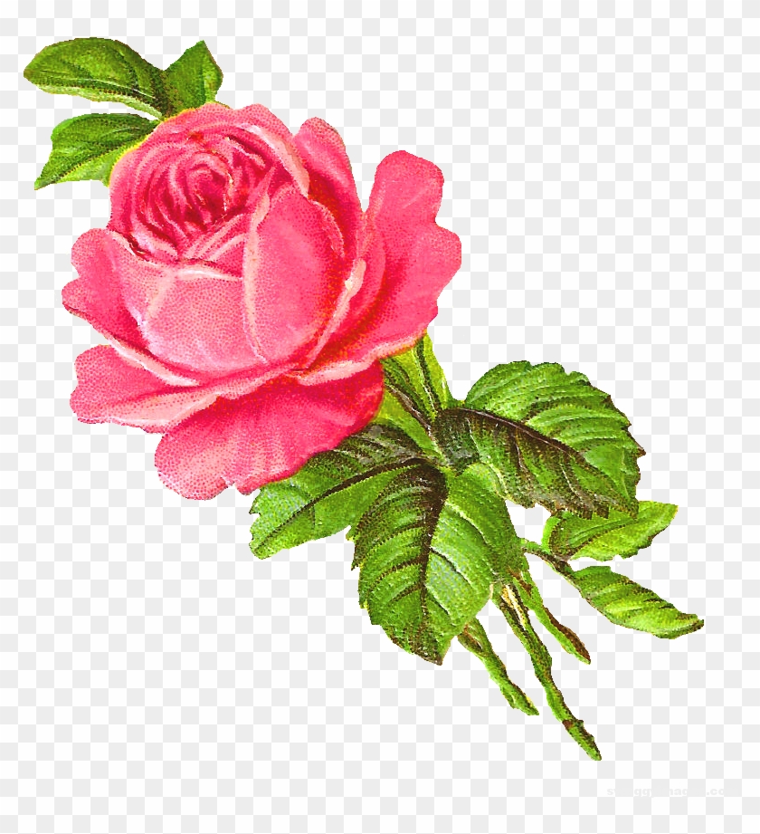 Pink Rose Single Wallpaper Hd - Digital Flower Hd Png #1237732