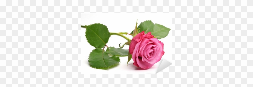 Rose #1237733