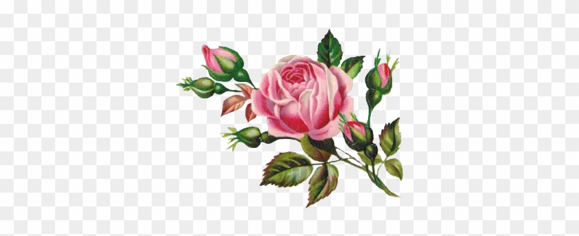 ~vintage Shabby Single Pink Rose With Rosebuds Waterslide - Eid Mubarak With Rose #1237734
