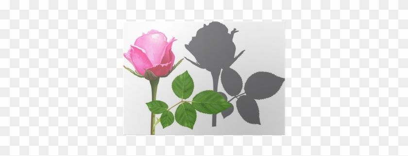 Single Pink Rose And Shadow Isolated On White Poster - Hojas De Rosas Verdes Png #1237739