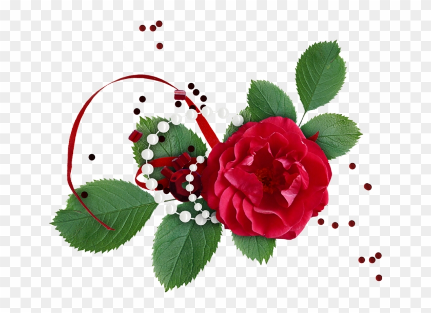 Single Red Rose Images Stock Photos Amp Vectors Shutterstock,single - Kırmızı Gül Resmi Indir #1237749