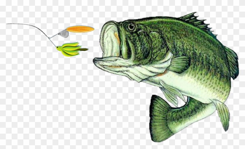 Wing's Live Bait & Tackle - Wing's Live Bait & Tackle #1238089