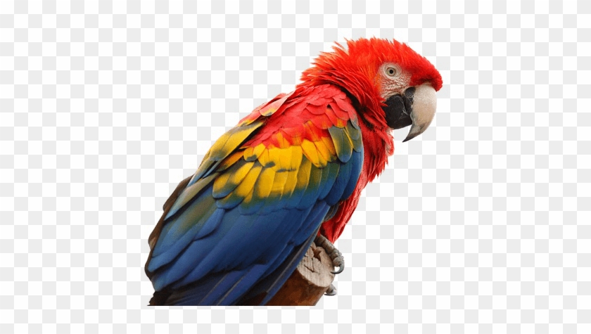 Macaw Clipart Parrot Head - Names Of Birds With 5 Letters #1239198
