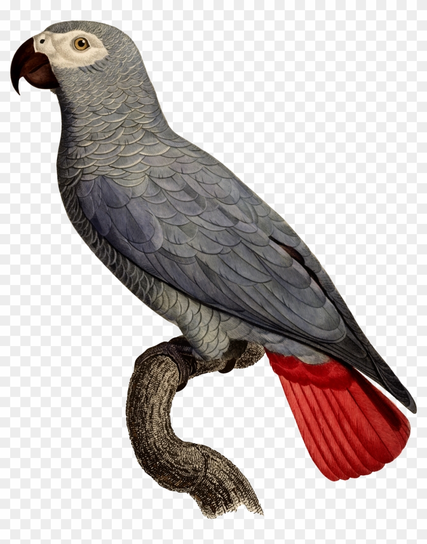 Big Image - African Grey Parrot Scientific Illustration #1239207
