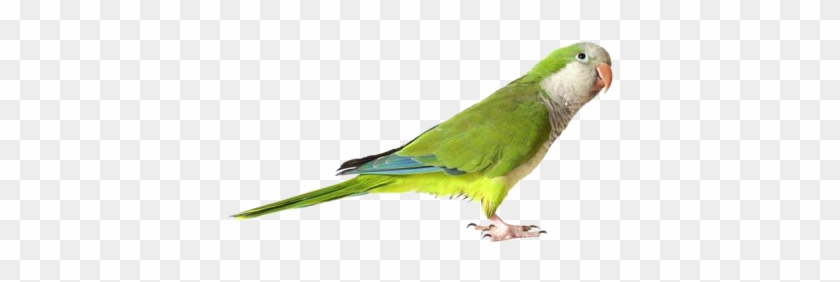 Green Cute Parrot Transparent Png Images - Parrot Png #1239214