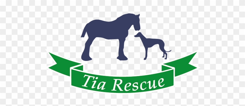 Tia Greyhound And Lurcher Rescue - Hutton Rudby #1239438