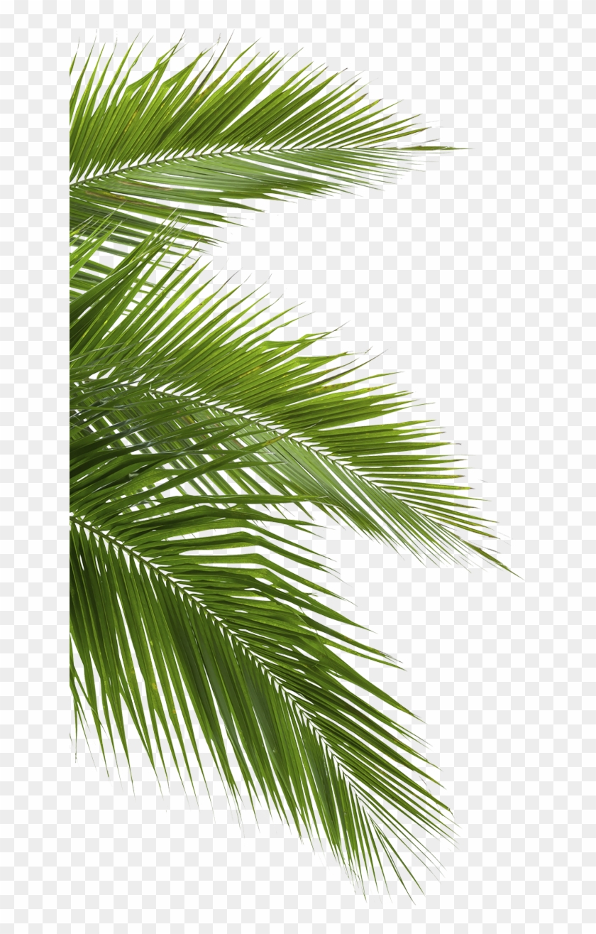 Coconut Arecaceae Leaf White - Jungle Png #1239500
