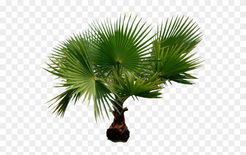 Jungle Plant Png Tumbl - Palmier Png #1239540