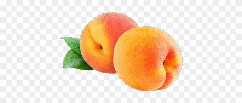 Peaches Fruit Clipart - Small Potted Tree Flat Peach Seeds #1239639