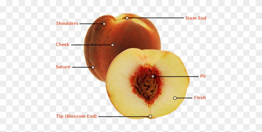 Share It - Fruit #1239819