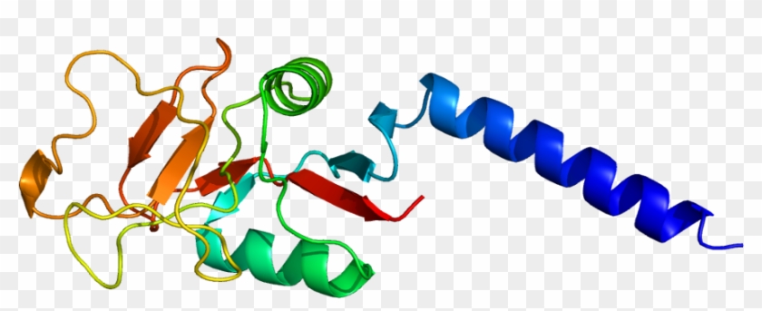 Mannose Binding Lectin Protein #1239885