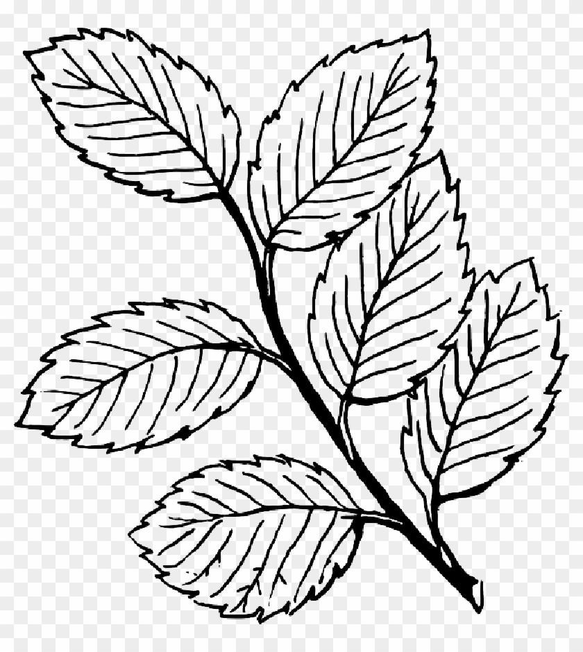 Fall, Outline, Drawing, Leaf, Tree, - Leaves Clipart Black And White #1240796