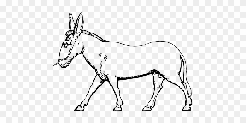 Donkey, Mule, Pack Animal, Farm, Animal - Pack Animal #1241285