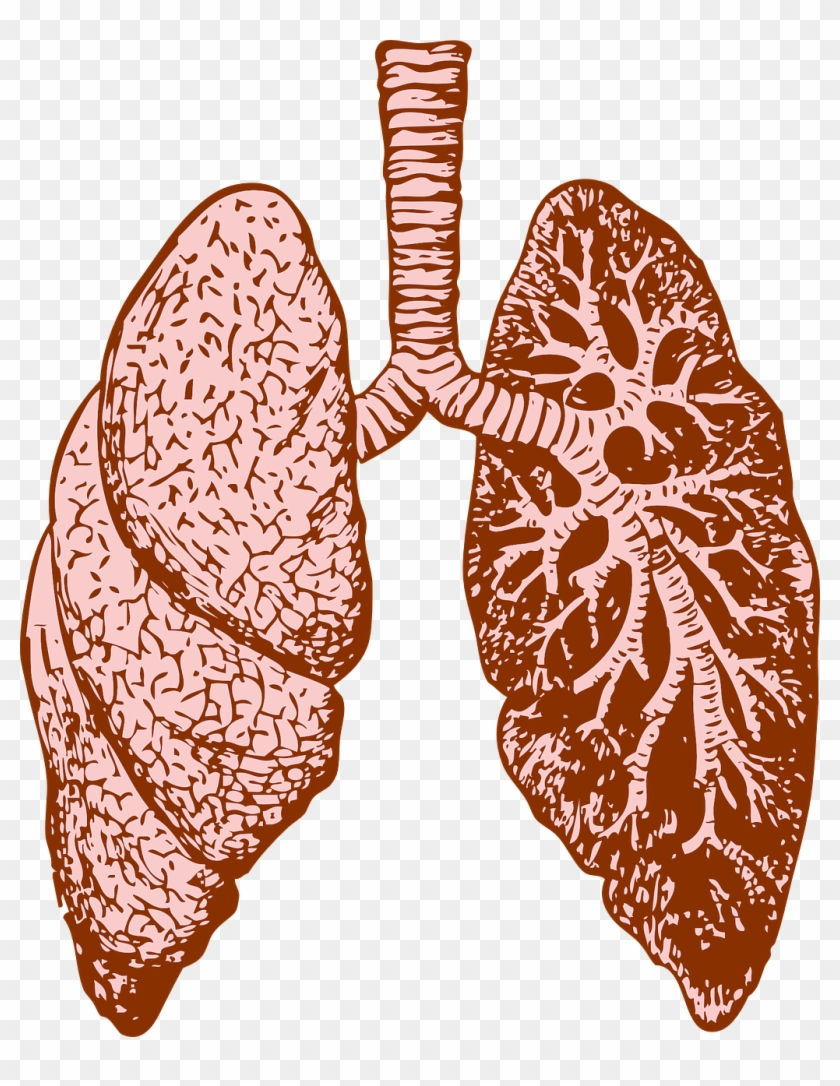 Lungs And Large Intestine In Chinese Medicine - Lungs And Large Intestine In Chinese Medicine #1241407