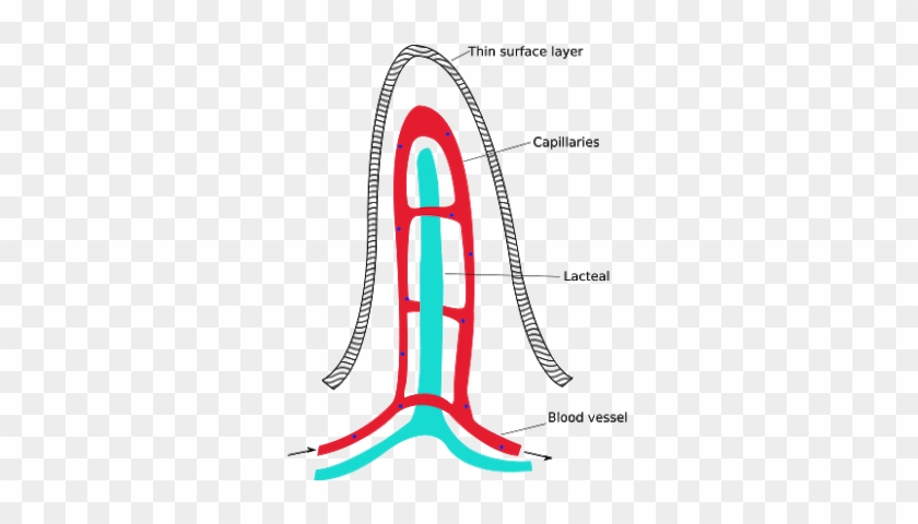 The Digestive Sytem - Parts Of A Villus #1241412