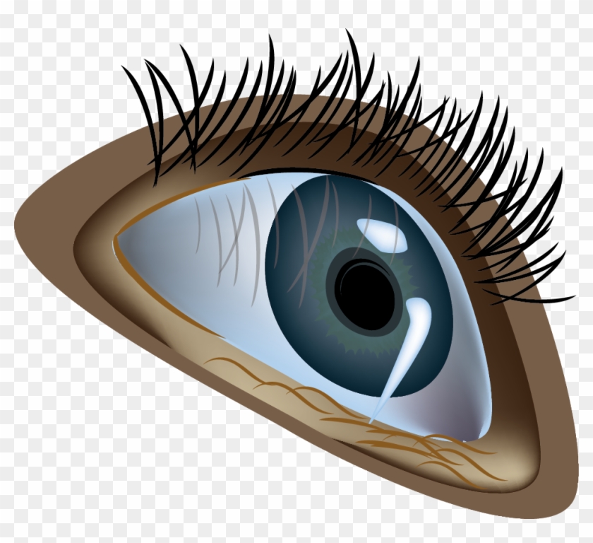 Human Eye Euclidean Vector Illustration - Eye #1241858