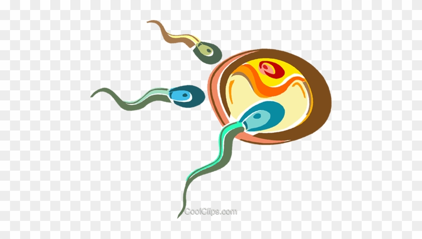 Egg And Sperm Clipart 3 By Victoria - Sperm And Egg Png #1242855