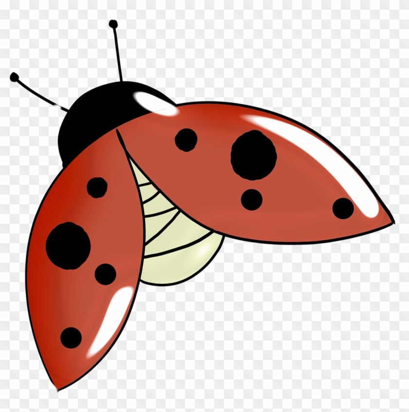 Album - Ladybird Beetle #1243014