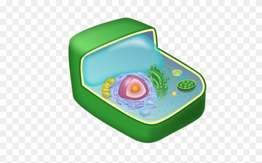 Plant Cell Rh Averydc Com Free Plant Cell Clipart Clip - Baby Toys #1243255