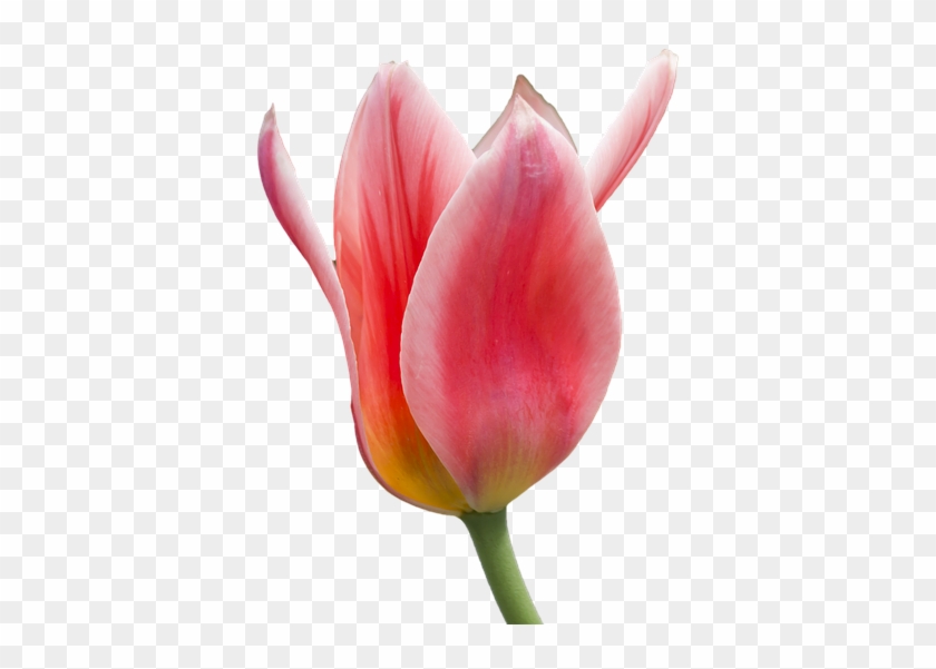 Tulip Png 9, Buy Clip Art - Sprenger's Tulip #1243891