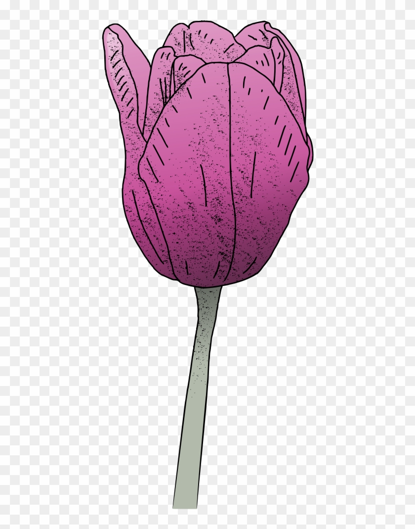 Pink Tulip - Sprenger's Tulip #1243935